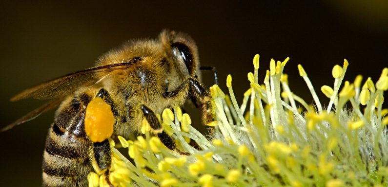 Le déclin des insectes est plus important que prévu