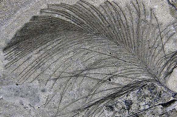 Des plumes de dinosaure de 118 millions d’années parfaitement conservées