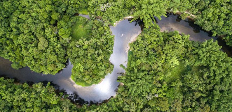 Amazonie : sa capacité à absorber le CO2 revue à la baisse