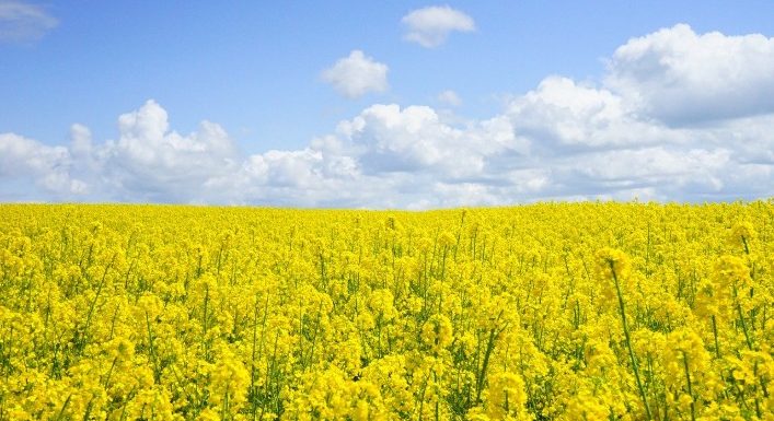 [Science] Dans les champs de colza, les abeilles sont plus rentables que les pesticides