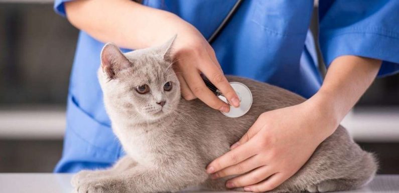 Comment savoir si votre chat souffre ?