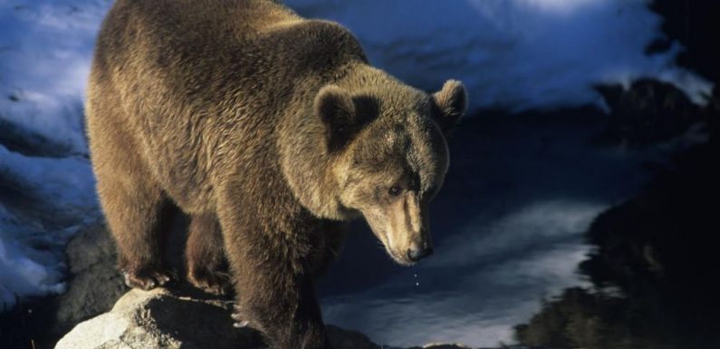 VIDEO. Des images inédites des ours bruns dans les Pyrénées
