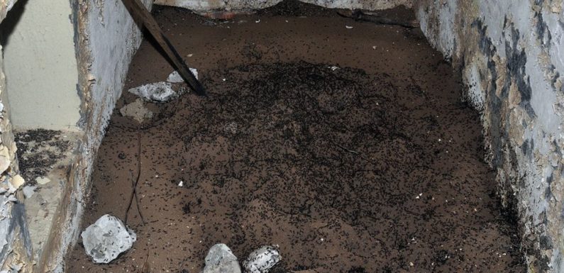 EN IMAGES. L’incroyable histoire des fourmis cannibales bloquées dans un bunker soviétique