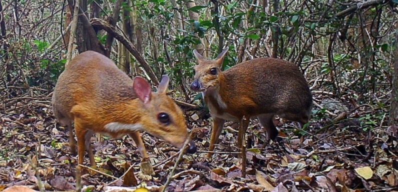 Un petit ruminant disparu des radars depuis 25 ans photographié au Vietnam