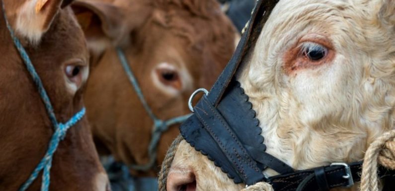L’utilisation d’antibiotiques sur les animaux d’élevage ne baisse plus