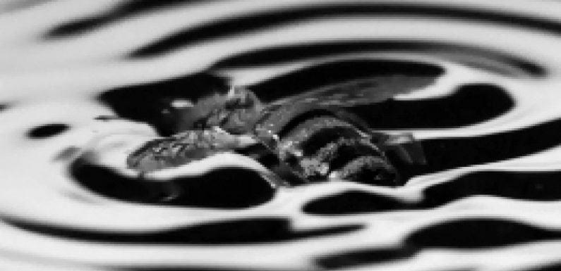 Les abeilles sont capables de surfer sur l’eau, la preuve en images