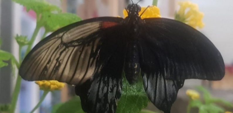 VIDEO. Ce magnifique papillon est à la fois mâle et femelle