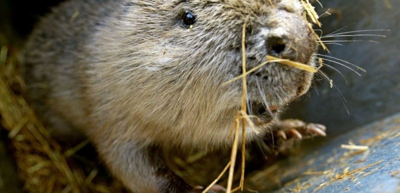 Au Royaume-Uni, les castors appelés à la rescousse contre les inondations