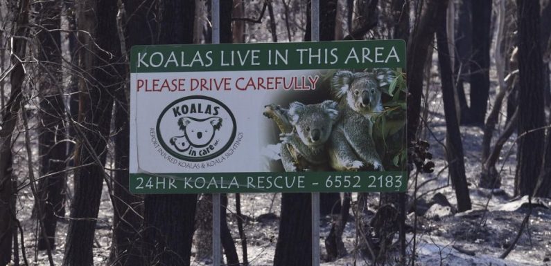 Incendies en Australie : les secours s’organisent pour venir en aide aux koalas