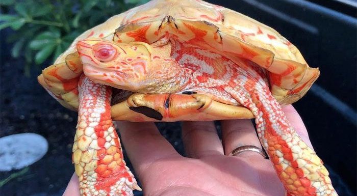 De rares tortues albinos ressemblent à des petits dragons