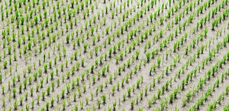 Réchauffement climatique : deux fois plus d’arsenic dans le riz