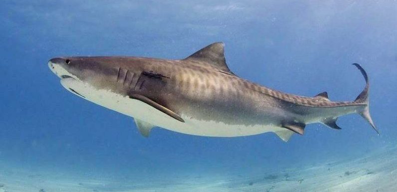 La main et un avant-bras découverts dans l’estomac d’un requin tigre à La Réunion