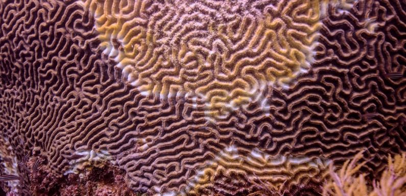 Les coraux des Caraïbes en danger de mort