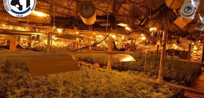 Record battu: 8.000 pieds de cannabis découverts dans un entrepôt à Roubaix