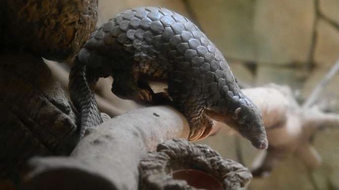 Le commerce illicite des pangolins est toujours en hausse