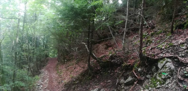 Haute Savoie : une nouvelle cagnotte pour acquérir une forêt à Thônes afin d’y interdire la chasse