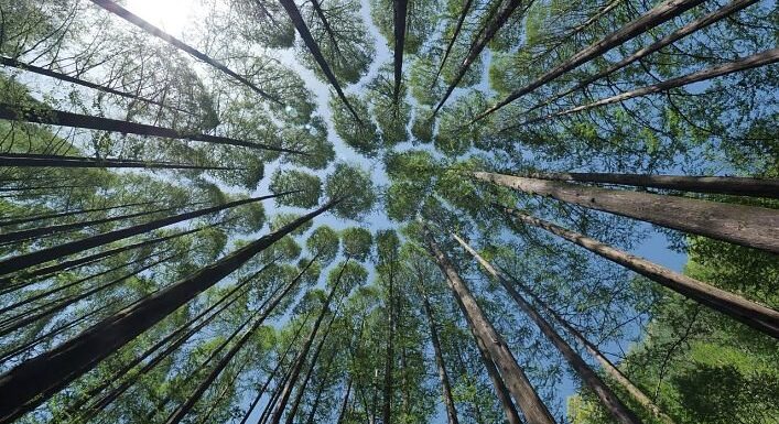 [Bonne nouvelle] Les pesticides dans les forêts publiques, c’est fini
