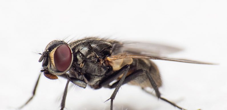 Trop tôt pour vendre, trop tard pour acheter : la stratégie de la mouche II