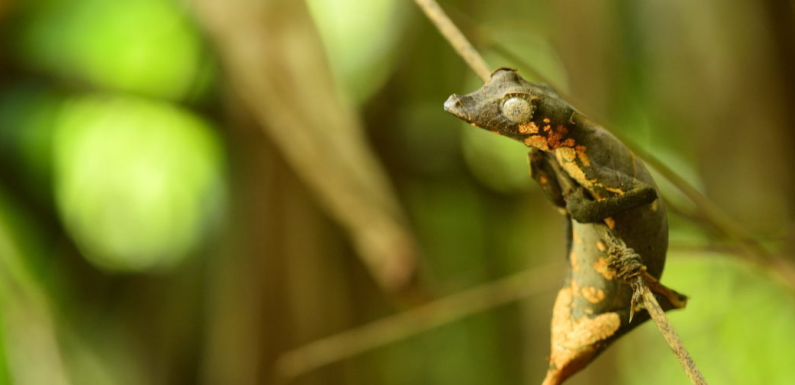 Une nouvelle espèce de lézard qui imite les feuilles pourrait déjà être victime du trafic d’animaux