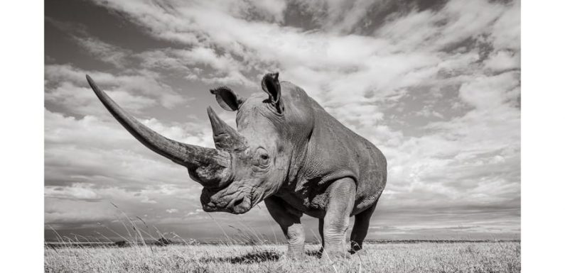 Incredible pictures of endangered rhinos in Kenya