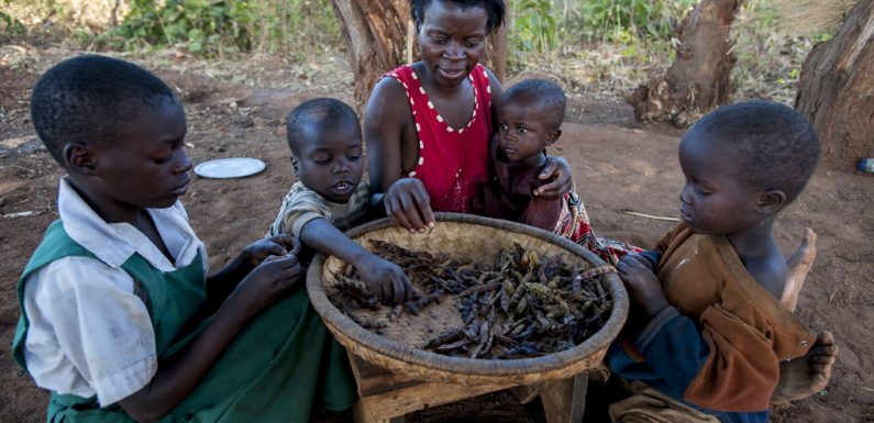 Afrique australe : l’ONU appelle à aider 45 millions de personnes menacées par la faim et les chocs climatiques