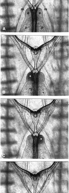 Defecation by the ctenophore Mnemiopsis leidyi occurs with an ultradian rhythm through a single transient anal pore