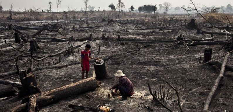Trafic du bois au Cambodge : symbole lucratif d’un suicide écologique planétaire