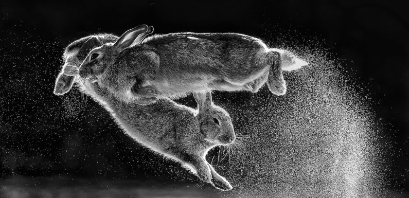 Voici les 30 lauréats du concours international “Nature Photographer of The Year”