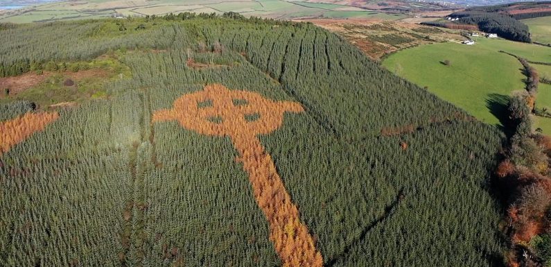 À l’automne, les arbres de cette forêt irlandaise forment une grande croix celtique