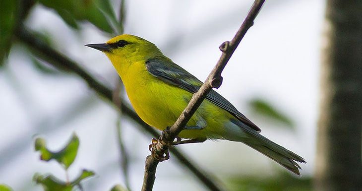 L’extraordinaire capacité des oiseaux à migrer se cache au sein de leur ADN
