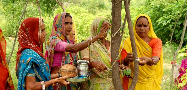 Dans ce village indien, 111 arbres sont plantés chaque fois qu’une petite fille naît