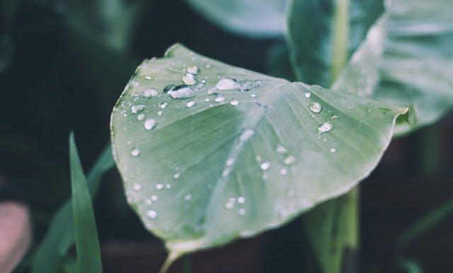 Les plantes auraient « peur » de la pluie et s’en protégeraient