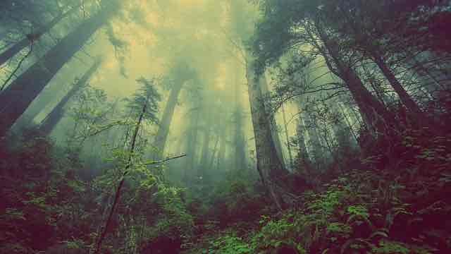 La Bretagne souhaite reboiser sa région en plantant cinq millions d’arbres d’ici à 2025