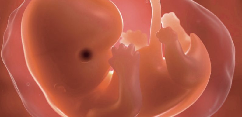 Défendre l’embryon humain, envers et contre tout