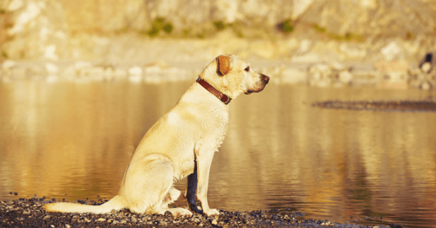 En Alsace, l’homme ayant lapidé et noyé son chien a été condamné à 105 heures de travail d’intérêt général