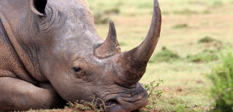 Pour les sauver du braconnage, les scientifiques ont créé des fausses cornes de rhinocéros