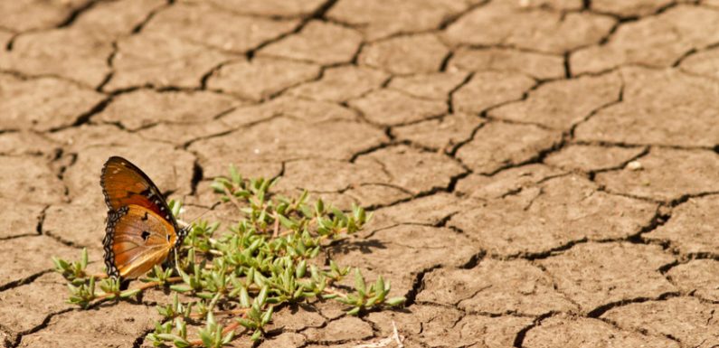 L’impact du changement climatique sur la santé de ceux qui naissent aujourd’hui