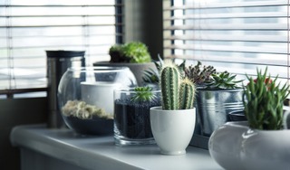 Non, les plantes ne purifient pas votre intérieur