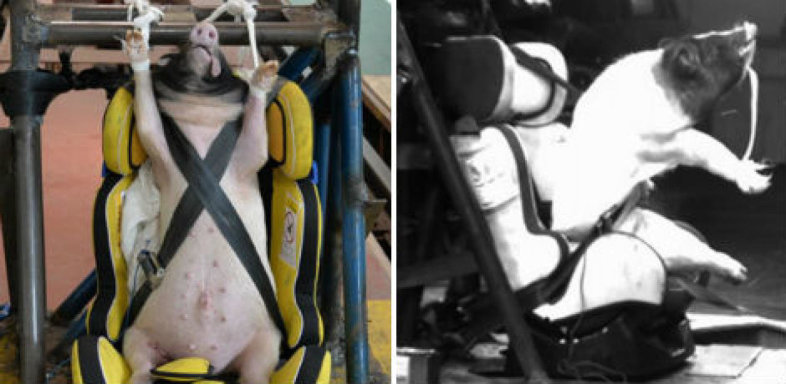 Des porcs vivants pour tester des sièges bébés