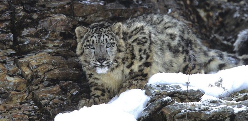 Prix Renaudot : la Terre étincelante de Sylvain Tesson