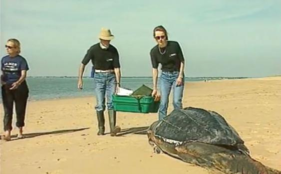1998, une tortue marine meurt avec du plastique dans l’estomac