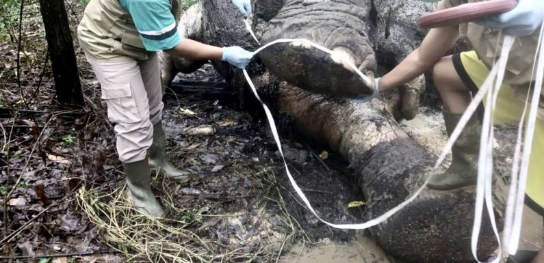 Un éléphant de Sumatra, une espèce en danger, retrouvé décapité en Indonésie