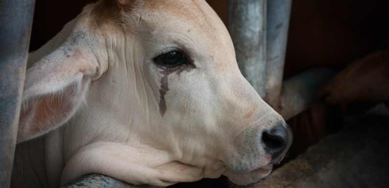 Des animaux d’élevage sont victimes de traitements atroces lorsqu’ils sont exportés hors d’Europe