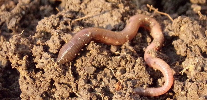 Les vers de terre, indispensables à la biodiversité, sont menacés par le réchauffement climatique