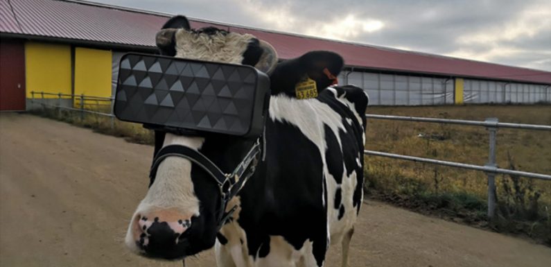 Russian Cows Fitted With Virtual-Reality Headsets