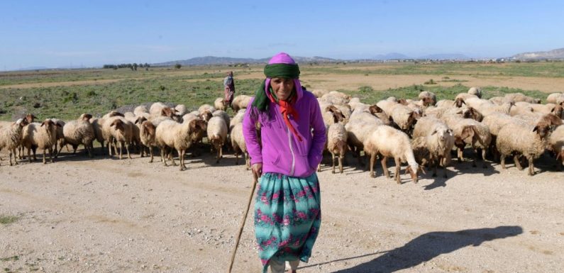 « Nous allons bientôt connaître la famine » : la sourde colère du centre-ouest tunisien