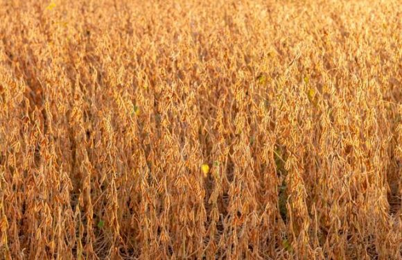 Menaces sur les principaux « greniers à blé » de la planète
