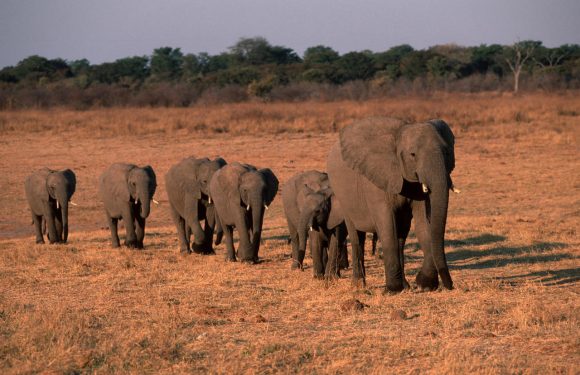 COP25. Au Zimbabwe, une hécatombe d’éléphants à cause de la sécheresse