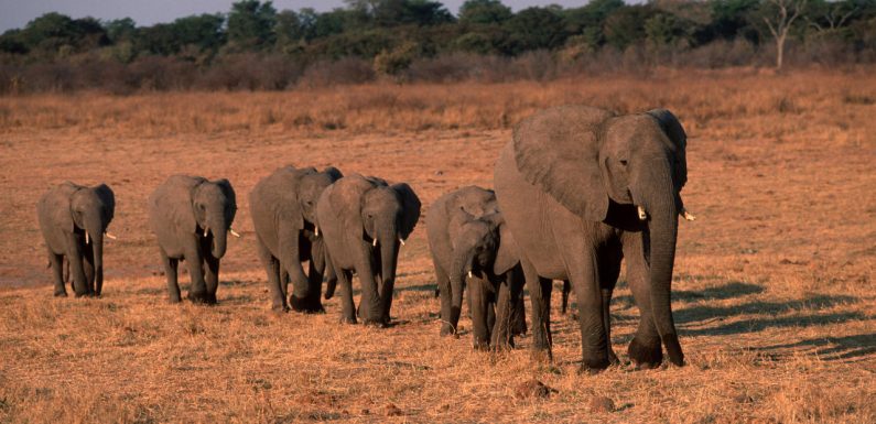 COP25. Au Zimbabwe, une hécatombe d’éléphants à cause de la sécheresse