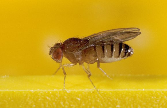 Il y a 6 000 ans, une mouche du vinaigre rendait possible le fromage d’aujourd’hui